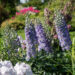 1264_10907_Delphinium_elatum_Highlander_Blueberry_Pie__kukekannus.jpg
