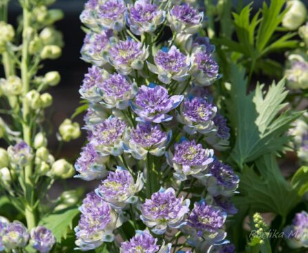 1264_6773_Delphinium_elatum_Highlander_Blueberry_Pie_.JPG