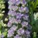 1264_6773_Delphinium_elatum_Highlander_Blueberry_Pie_.JPG