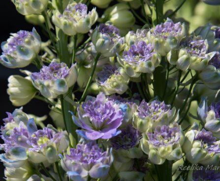 1264_6774_Delphinium_elatum_Highlander_Blueberry_Pie__2.JPG