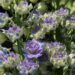 1264_6774_Delphinium_elatum_Highlander_Blueberry_Pie__2.JPG