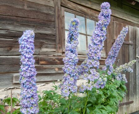 1264_7872_Delphinium_elatum_Highlander_Blueberry_Pie__2.JPG
