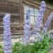 1264_7872_Delphinium_elatum_Highlander_Blueberry_Pie__2.JPG