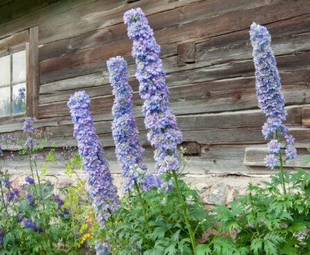 1264_7873_Delphinium_elatum_Highlander_Blueberry_Pie__3.JPG