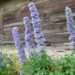 1264_7873_Delphinium_elatum_Highlander_Blueberry_Pie__3.JPG