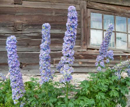 1264_7874_Delphinium_elatum_Highlander_Blueberry_Pie__4.JPG