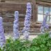 1264_7874_Delphinium_elatum_Highlander_Blueberry_Pie__4.JPG