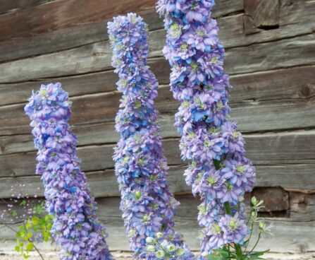 1264_7875_Delphinium_elatum_Highlander_Blueberry_Pie__5.JPG