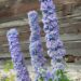 1264_7875_Delphinium_elatum_Highlander_Blueberry_Pie__5.JPG