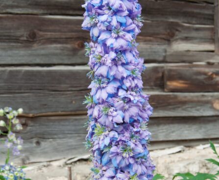 1264_7876_Delphinium_elatum_Highlander_Blueberry_Pie_.JPG