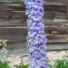 1264_7876_Delphinium_elatum_Highlander_Blueberry_Pie_.JPG