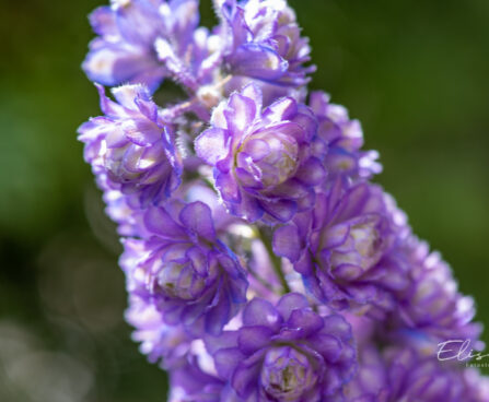 1265_11107_Delphinium_Highlander_Sweet_Sensation_kukekannus_2.jpg