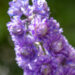 1265_11107_Delphinium_Highlander_Sweet_Sensation_kukekannus_2.jpg