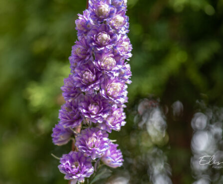 1265_11108_Delphinium_Highlander_Sweet_Sensation_kukekannus_3.jpg