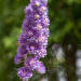 1265_11108_Delphinium_Highlander_Sweet_Sensation_kukekannus_3.jpg