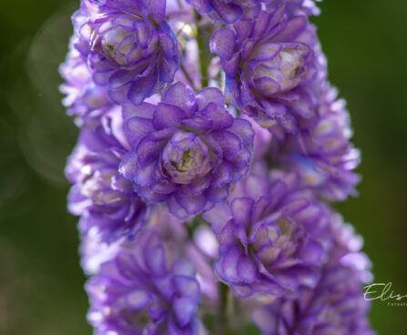 1265_11109_Delphinium_Highlander_Sweet_Sensation_kukekannus.jpg