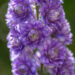 1265_11109_Delphinium_Highlander_Sweet_Sensation_kukekannus.jpg