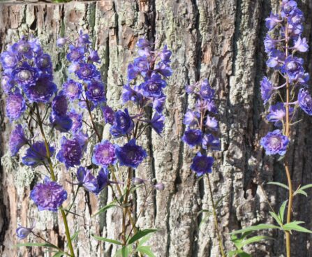 1265_2476_Delphinium_Sweet_Sensatsion.JPG