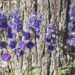 1265_2476_Delphinium_Sweet_Sensatsion.JPG