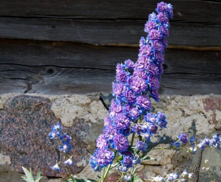 1265_4569_Delphinium_Highlander_Sweet_Sensatsion_1.jpg