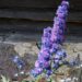 1265_4569_Delphinium_Highlander_Sweet_Sensatsion_1.jpg