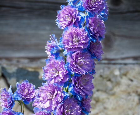 1265_4570_Delphinium_Highlander_Sweet_Sensatsion_.jpg