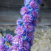 1265_4570_Delphinium_Highlander_Sweet_Sensatsion_.jpg