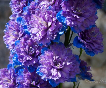 1265_4577_Delphinium_Highlander_Sweet_Sensatsion__2.jpg