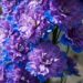 1265_4577_Delphinium_Highlander_Sweet_Sensatsion__2.jpg