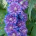 1265_7877_Delphinium_elatum_Highlander_Sweet_Sensation__3.JPG