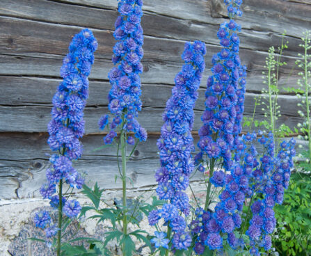 1265_7925_Delphinium_Highlander_Sweet_Sensation_.JPG