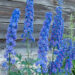 1265_7925_Delphinium_Highlander_Sweet_Sensation_.JPG