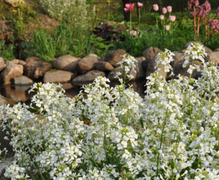 1267_2432_Arabis_ferdinandi-coburgii.JPG
