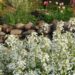 1267_2432_Arabis_ferdinandi-coburgii.JPG