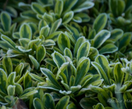 Arabis ferdinandi-coburgii `Old Gold` hanerohi