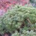 1271_6564_Iberis_sempervirens_Little_Gem_.JPG