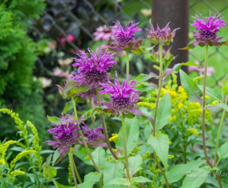 1273_7834_Monarda_didyma_Scorpion_.JPG