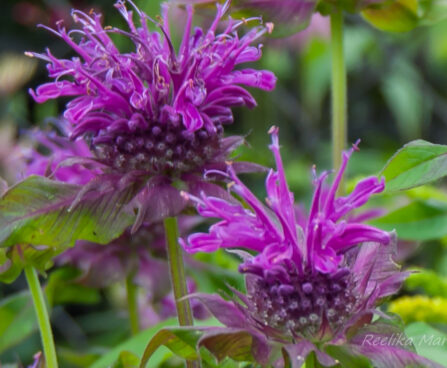 1273_7835_Monarda_didyma_Scorpion__2.JPG