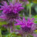1273_7835_Monarda_didyma_Scorpion__2.JPG