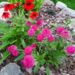 1276_7270_Echinacea_purpurea_Piccolino_siilkübar.JPG
