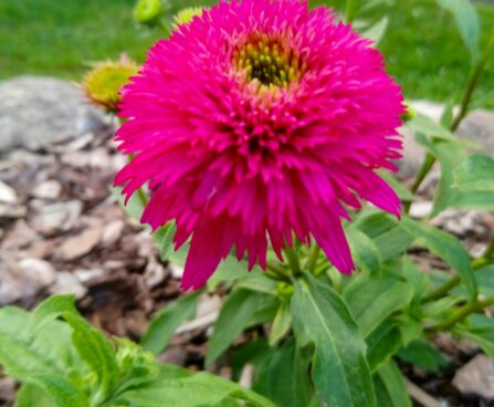 1276_7271_Echinacea_purpurea_Piccolino_siilkübar_2.JPG