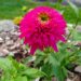 1276_7271_Echinacea_purpurea_Piccolino_siilkübar_2.JPG