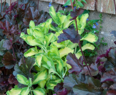 1280_7778_Sedum_spectabile_Elsies_Gold.JPG