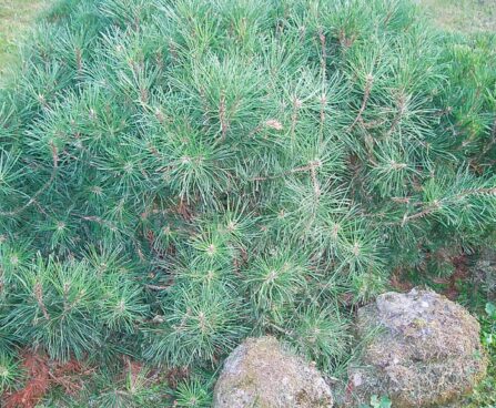 1283_4188_Pinus_mugo_Pumilo.jpg