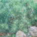 1283_4188_Pinus_mugo_Pumilo.jpg