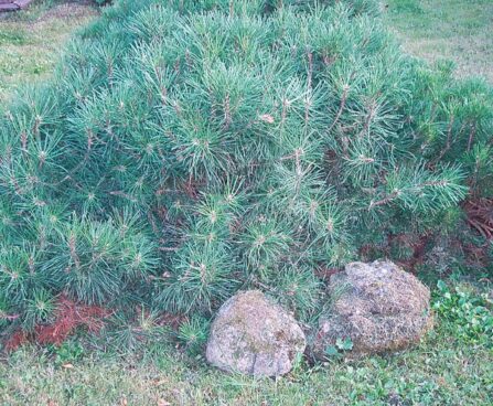 1283_4189_Pinus_mugo_var.pumilo.jpg