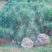 1283_4189_Pinus_mugo_var.pumilo.jpg
