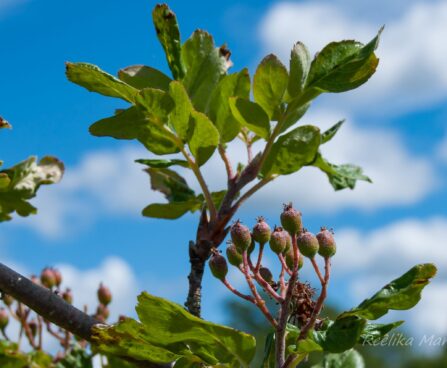 1320_7774_Sorbus_Granatnaja.JPG