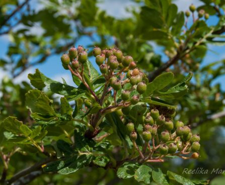 1320_7775_Sorbus_Granatnaja_4.JPG