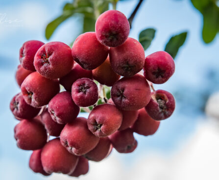 1320_8904_Sorbus_Granatnaja.JPG